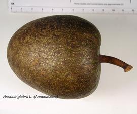   Fruit:   Annona glabra ; Photo by K.E. Clancy, USDA APHIS PPQ, imageID.idtools.org
